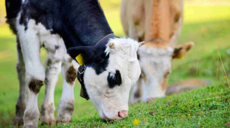 Ganadería, recría, terneros, destete