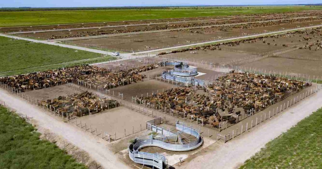 Feedlots, Ganadería