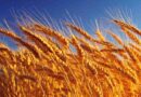 trigo 2025, agricultura