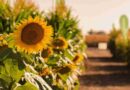 Girasol, argentina, descubrimiento, La Pampa, exportaciones