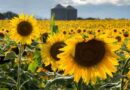Girasol, argentina, descubrimiento, Córdoba