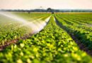 Fertilizantes, nutrición, Agricultura, argentina, revolución, trigo