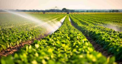 Fertilizantes, nutrición, Agricultura, argentina, revolución, trigo