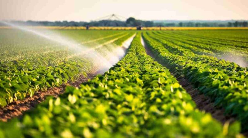 Fertilizantes, nutrición, Agricultura, argentina, revolución, trigo