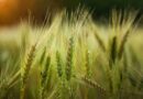 trigo, fertilizante, nutrición, ley de semillas