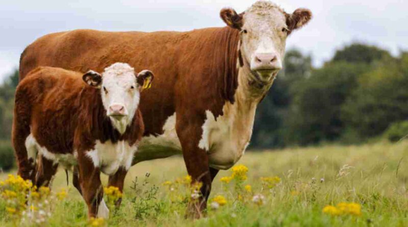 hereford, razas bovinas