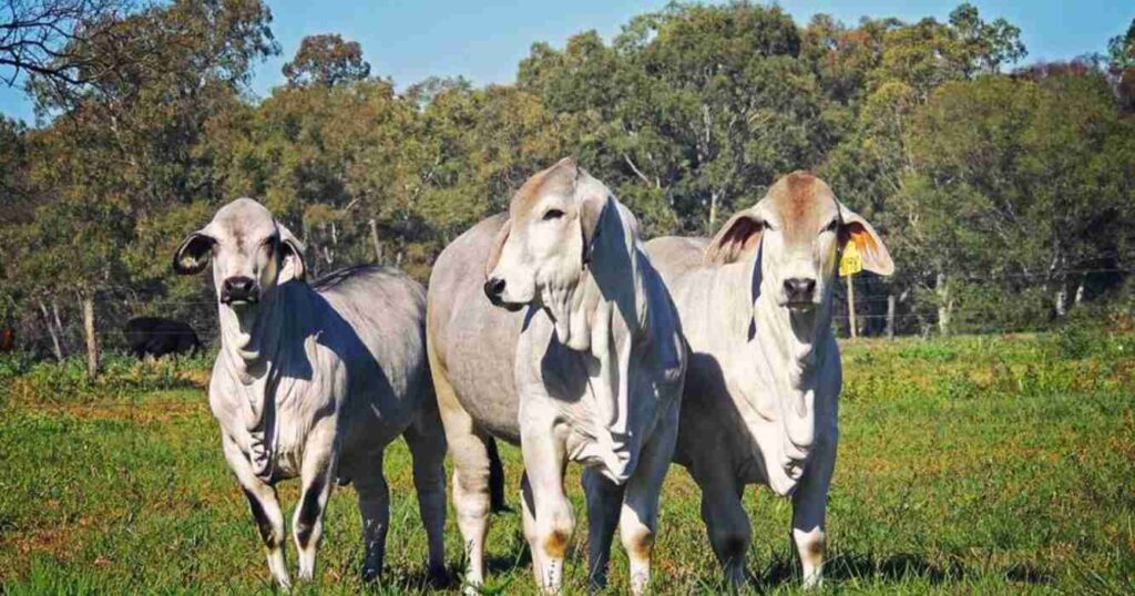 Brahman, historia, argentina