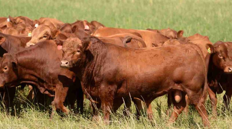 Limangus, Argentina, Fortín Quieto