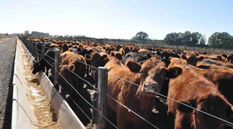 Faena, agosto, vacas