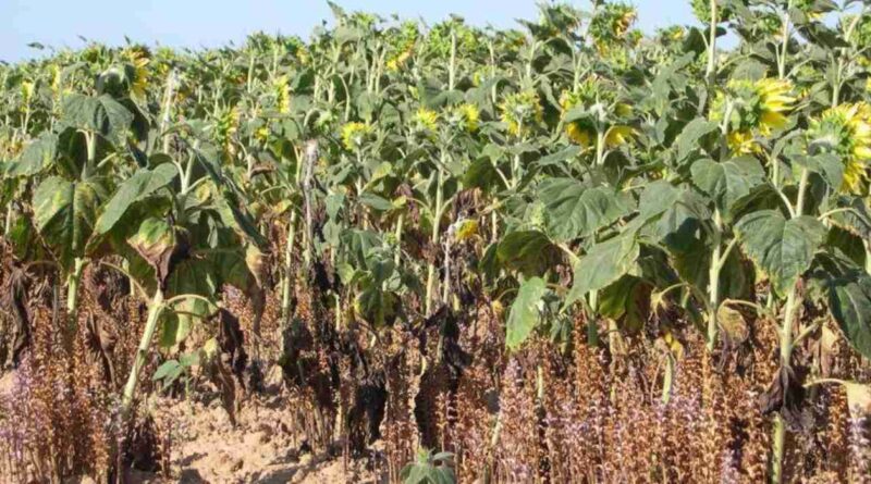 Girasol