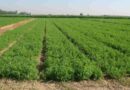 Alfalfa, gusano blanco, agricultura
