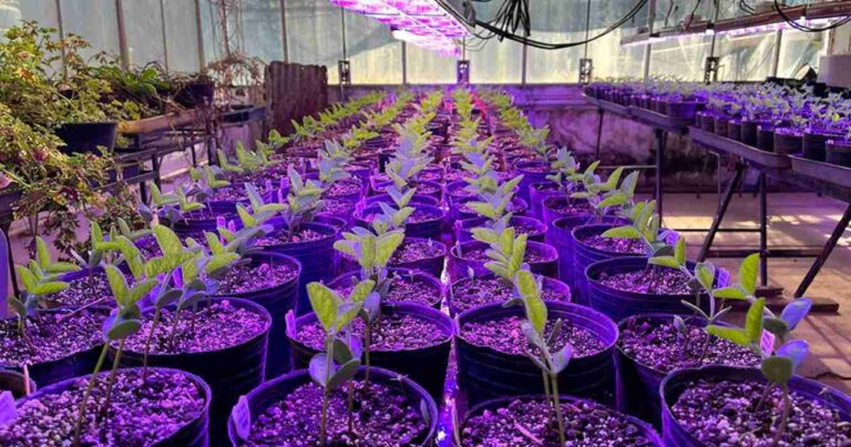 Soja, producción, Biotecnología, argentina