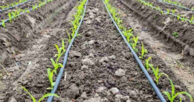 Maíz, riego por goteo, agricultura