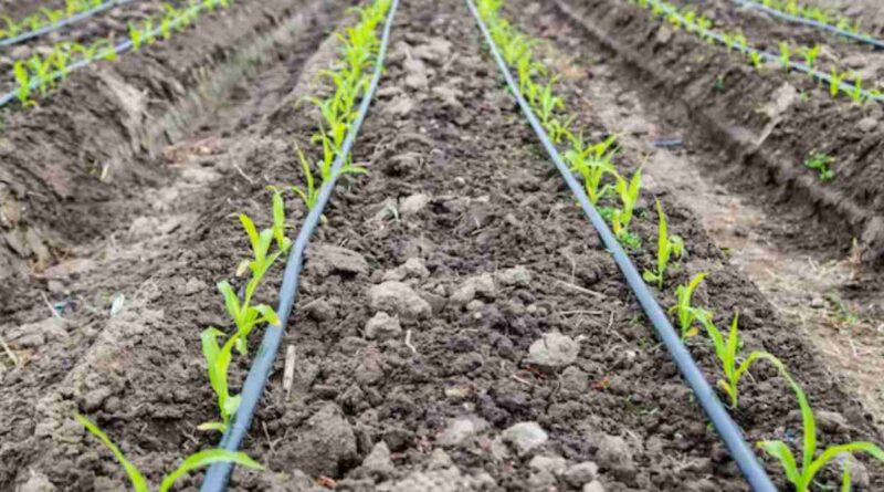 Maíz, riego por goteo, agricultura