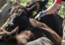 Senasa, fiebre aftosa , Aftosa, vacunación, industria, veterinaria, vacuna, diarrea, ganadería, Diarrea viral bovina, ganadería