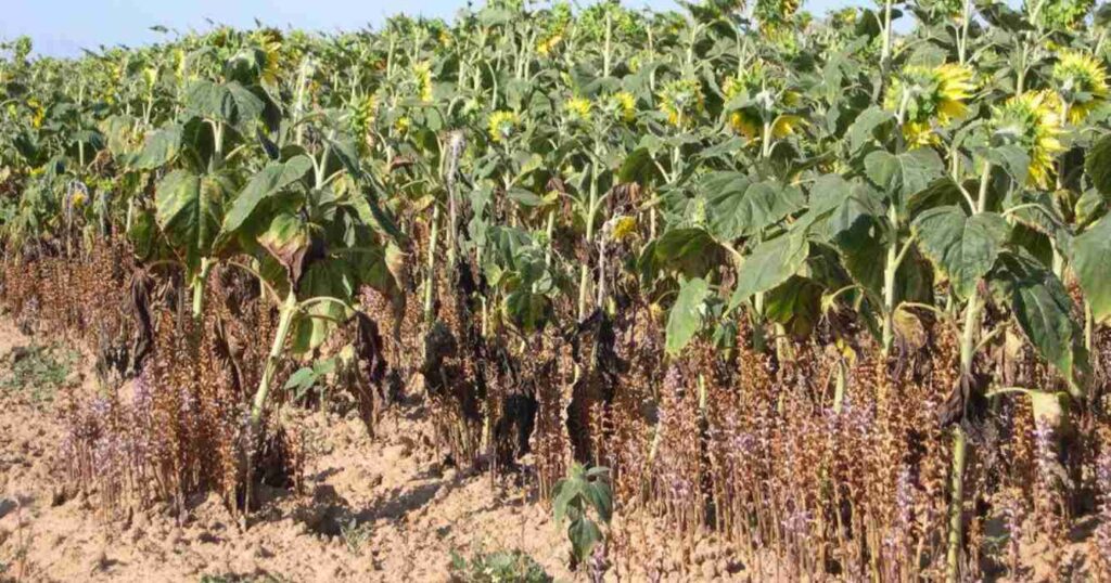 jopo, planta invasiva, orobanche cumana, girasol