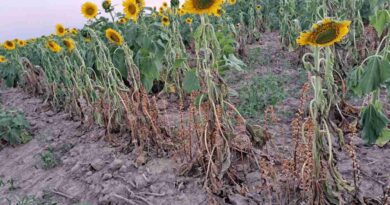 jopo, planta invasiva, orobanche cumana, girasol