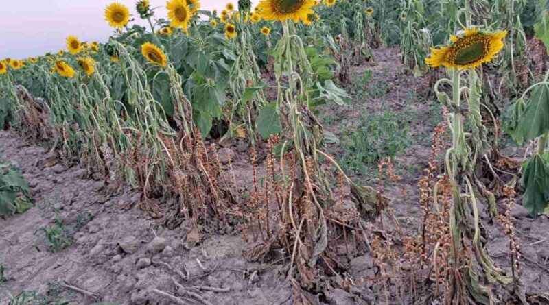 jopo, planta invasiva, orobanche cumana, girasol