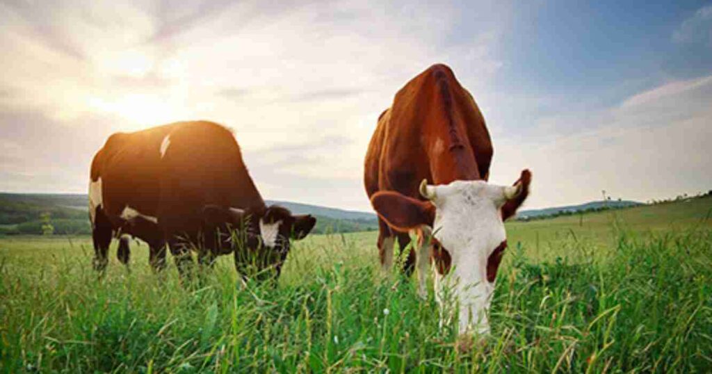 Producción forrajera