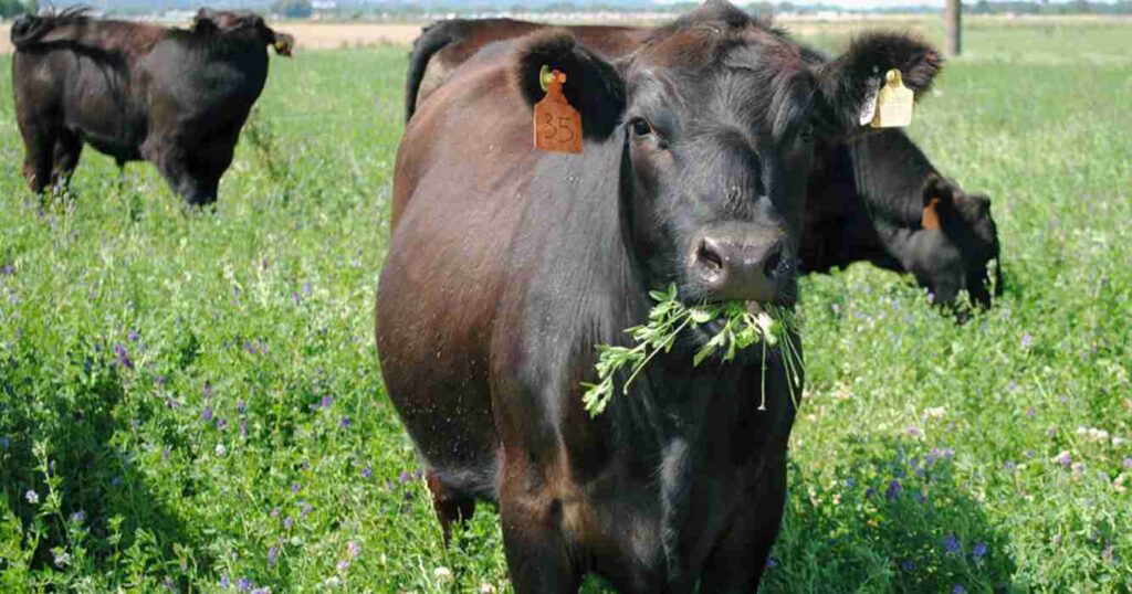 Producción forrajera, semillas forrajeras