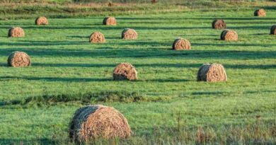 Producción forrajera, nitrógeno