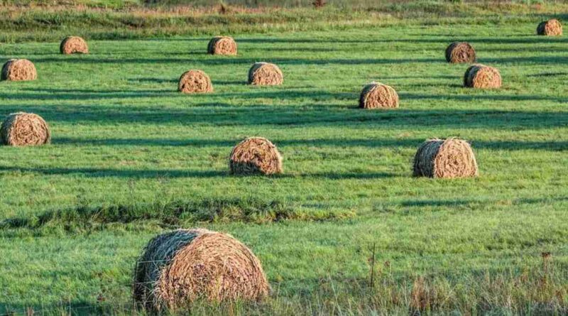Producción forrajera, nitrógeno
