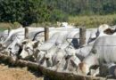 Feedlots, ganadería, brasil