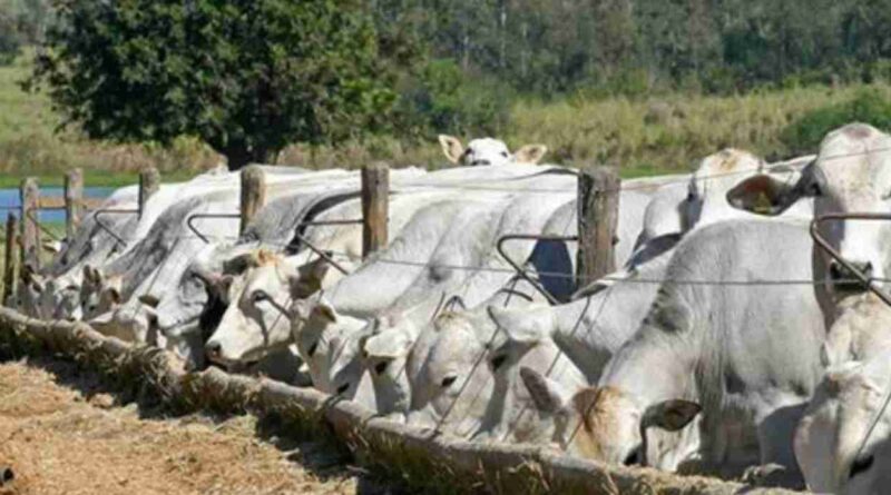 Feedlots, ganadería, brasil