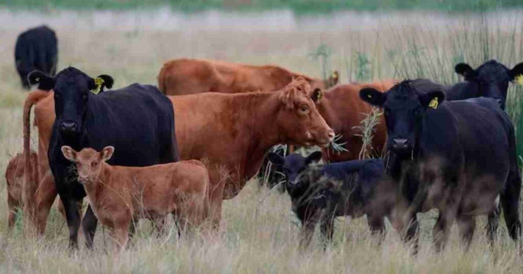 Faena de hembras, terneros, ganadería, Plantas de Faena