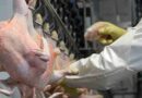 Exportaciones, pollo, exportaciones, carne aviar