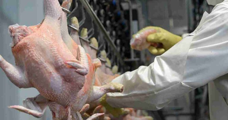 Exportaciones, pollo, exportaciones, carne aviar