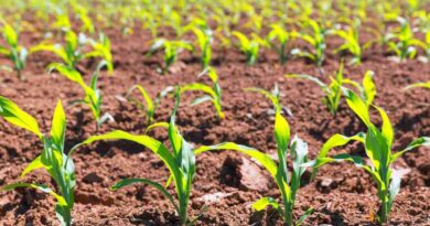 Cultivos de servicio, argentina, cultivos transgénicos