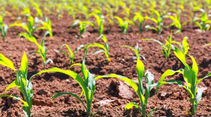 Cultivos de servicio, argentina, cultivos transgénicos