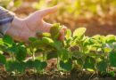 nutrición, Cultivos de servicio, argentina, agricultura regenerativa, campo, regenerar, cultivos transgénicos, seguro multirriesgo