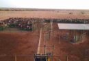 Anna Creek, campos, ganadería