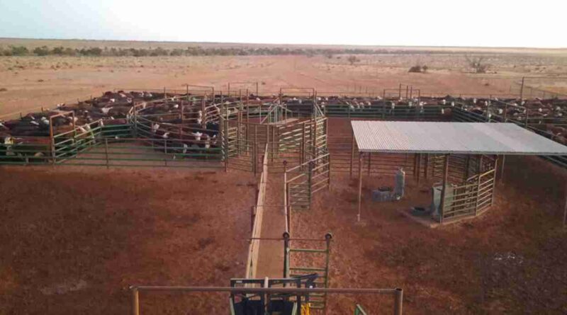 Anna Creek, campos, ganadería