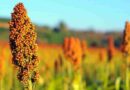 sorgo, halloween