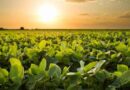 crédito, verano 2025, Sol, campo, plagas, Soja, La Niña, campaña, clima, soja sustentable, lluvias