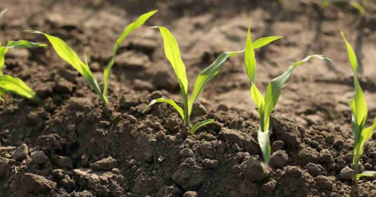 huella de carbono, Sustentabilidad, campo argentino