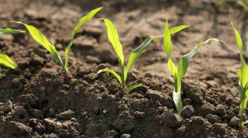 huella de carbono, Sustentabilidad, campo argentino