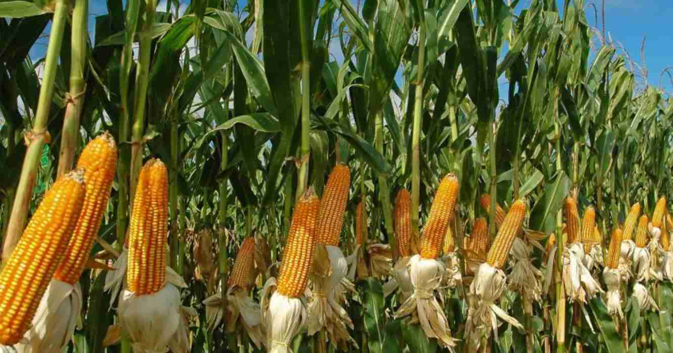 Maíz, refertilización, nitrógeno, chicharrita, exportaciones, chicharrita del maíz