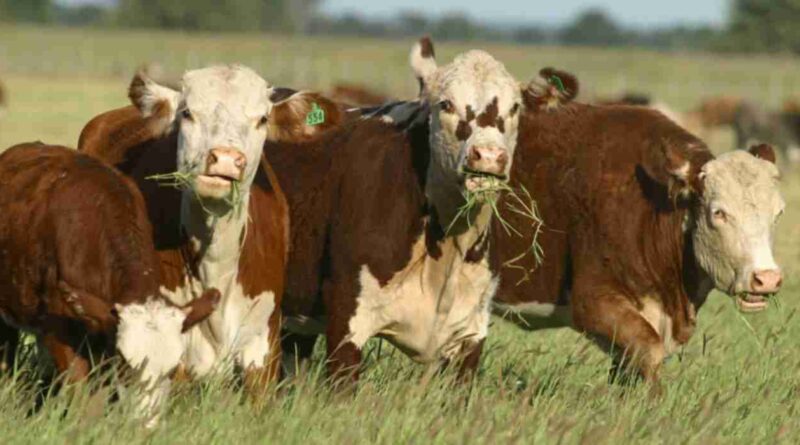 Recría pastoril, peso de faena, ganadería, visor digital de faena