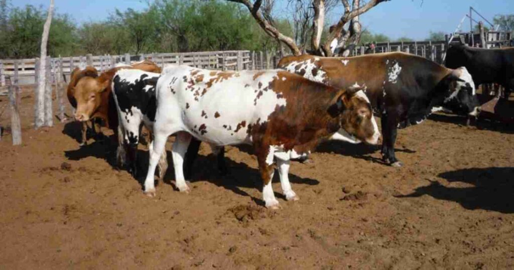 Raza criolla, proyecto