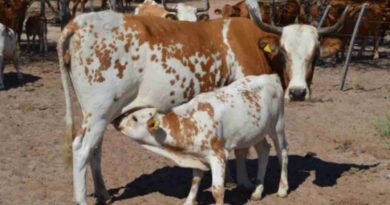 Raza criolla, proyecto, ganadería