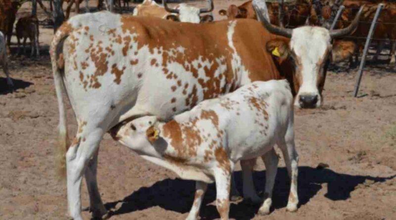 Raza criolla, proyecto, ganadería