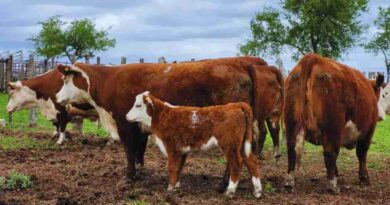 Carne vacuna, toros y vacas, neumonía bovina