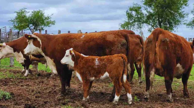 Carne vacuna, toros y vacas, neumonía bovina