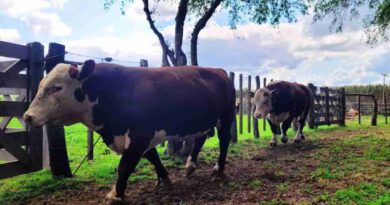 Carne vacuna, toros y vacas, robo