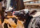 Tambos, vacas lecheras, INTA, ganadería, warrant