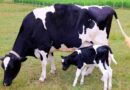 holando, Tambos, vacas lecheras, INTA